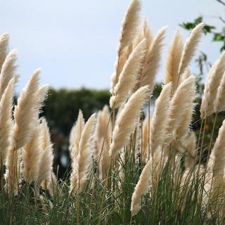 风吹起芦苇花