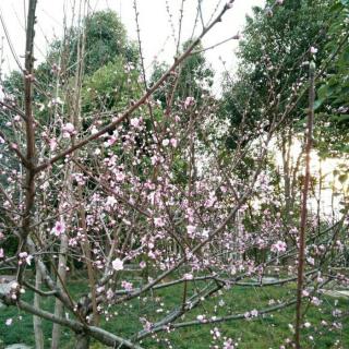 红尘陌上雪，散落随花开