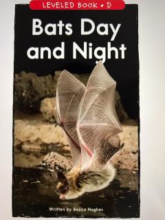 20170922 Bats day and night