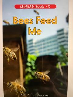 20170922 Bees feed me