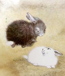 黑兔和白兔🐰