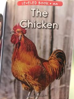 The chicken