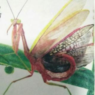 《法布尔昆虫记》之螳螂