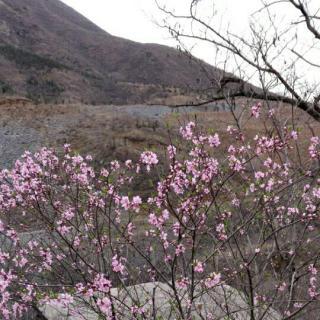 又见山里红