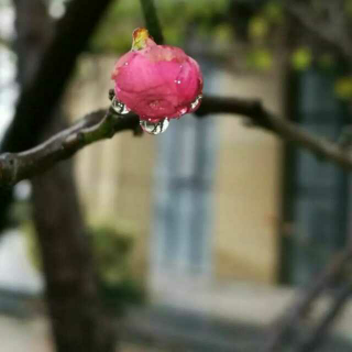 回眸七夕/文 心海拾贝/诵 楚楚