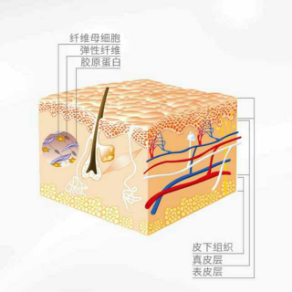 「护肤」皮肤结构图