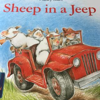 Sheep in a jeep