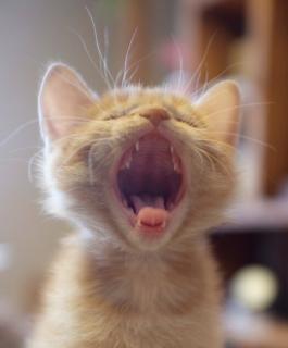 Why Do We Yawn