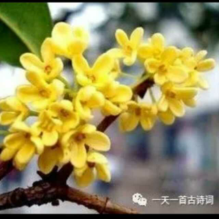 霜天晓角.桂花