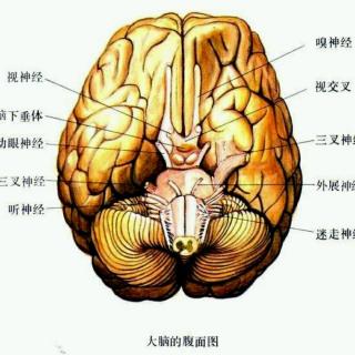 29.脑科学：半边脑睡眠