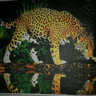 什么动物跑得最快