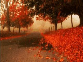 秋雨，是一夜流泪的诗