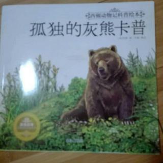 孤独的灰熊卡普🐻