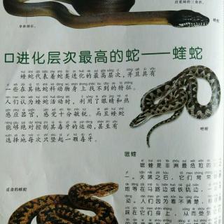 进化层次最高的蛇——蝰蛇