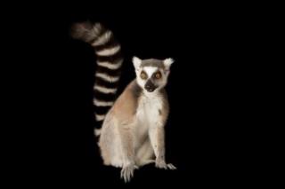 动物世界大百科@马达加斯加的狐猴们，你属狐狸🦊还是属猴子🐒的