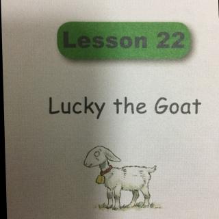 Lucky the goat