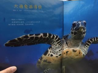 大海龟游得快