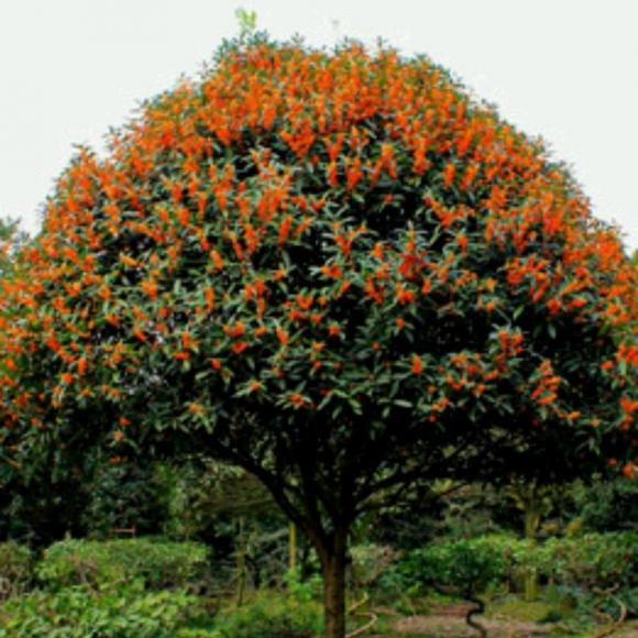 《八月的桂花树下》作者:刘信良:诵读:欣