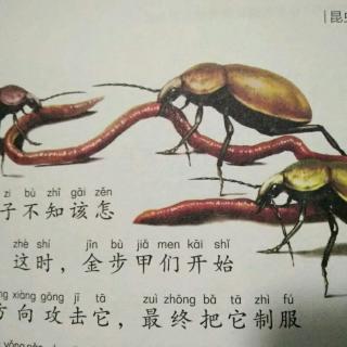 《法布尔昆虫记》之金布甲