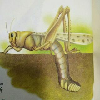 《法布尔昆虫记》之蝗虫