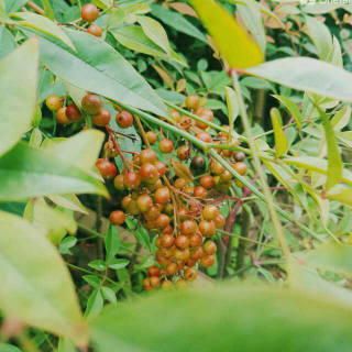 小馆听雨，茶味初见