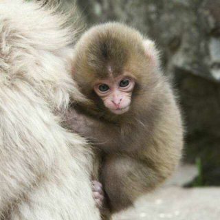 睡前故事《两只小猴🐵和它们的母亲》