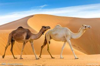 动物世界大百科@沙漠之舟-骆驼Camel