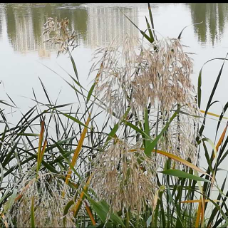 《在淡淡的秋季》作者：顾城