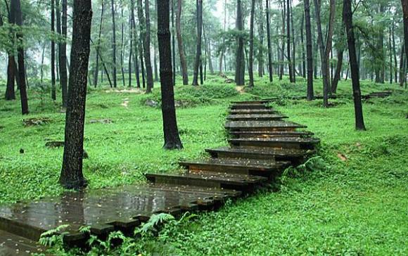 《雨中的树林》