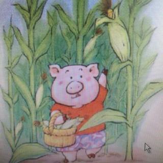 小猪种玉米