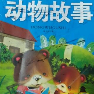 猫妈妈和鼠🐭宝宝（下）