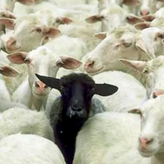 the black sheep of the family