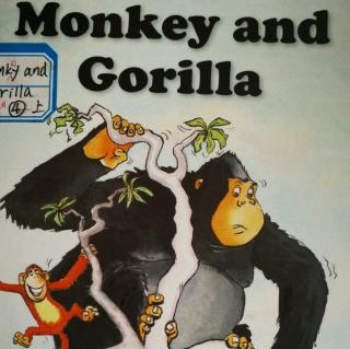 Monkey  and Gorilla--4