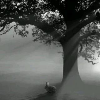 （睡前故事）兔子桂树的孤独