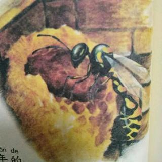 《法布尔昆虫记》之舍腰蜂