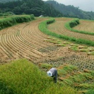 余欣怡----《一个老农，在田边走着……》