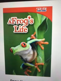 A frog's Life