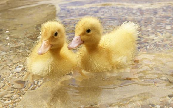 小小鸭子学游泳