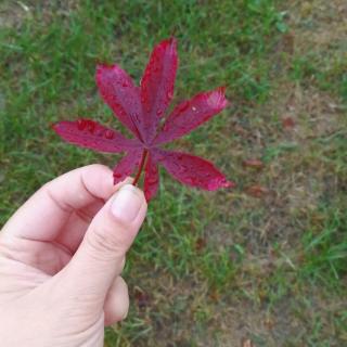 雨后 冰心