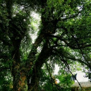 《村口的老树》（巴图苏和）