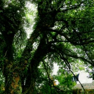 《村口的老树》（巴图苏和）