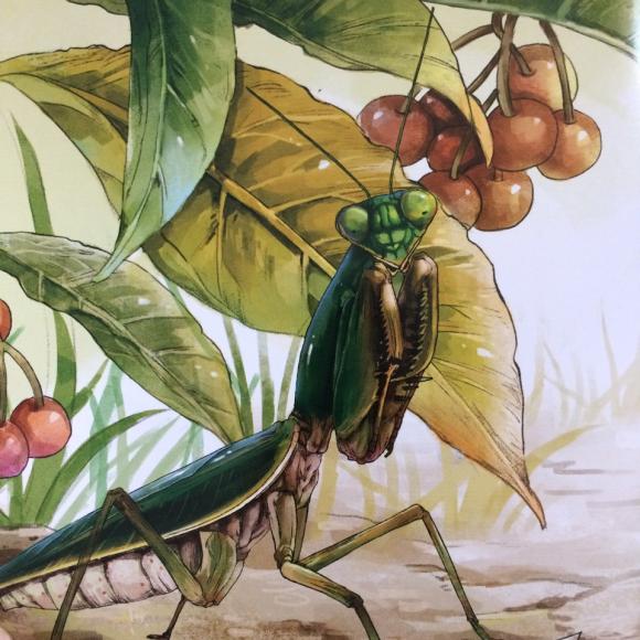 法布尔昆虫记-霸王剪刀手螳螂