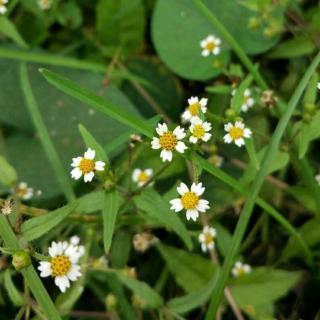 《采更多雏菊》文/林清玄   诵读/刘银芝