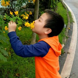 《漂亮的毛毛虫》