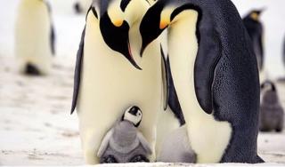 小企鹅一家的故事