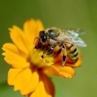 14蜜蜂
