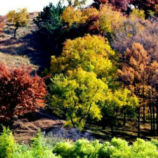 马林良与您携手去看落叶🍂