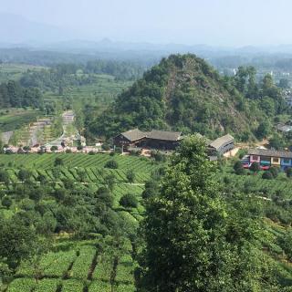 La visita a la Industria del Té Yunxiang del distrito Meitan de la provincia Guizhou