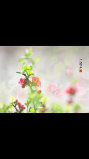 《月童度河》 庆山/之一：一枚海棠