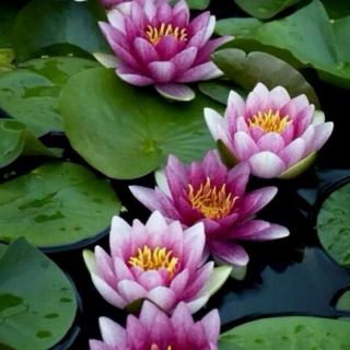 《星星和花》 郑婷文 朗读